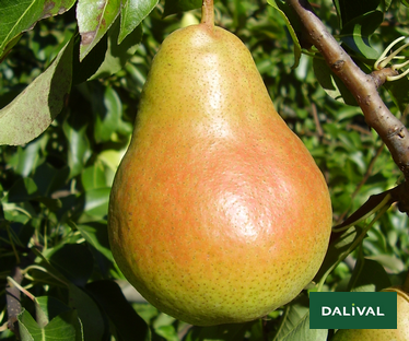 Variety - Pear - Pear tree - Dalival - Harrow Sweet