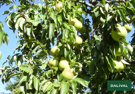 Variété - Poire - Poirier – Dalival – Harrow Sweet