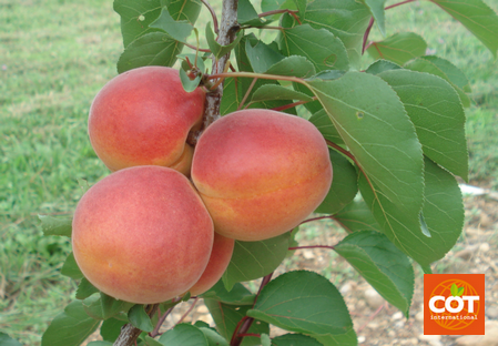 Sorte - Aprikose - Aprikosenbaum – Marillen - Dalival – Delice cot