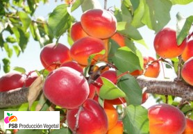 Variety – Apricot - Apricot-tree - Dalival –Lido