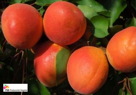 Variety – Apricot - Apricot-tree - Dalival – Milord