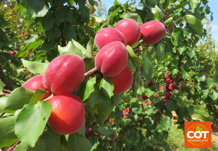 Odmiana - morela - drzewo morelowe - Dalival – Rouge cot