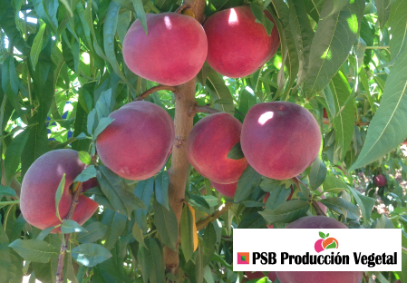 Variety – Peach – Peach tree - Dalival – Pampana