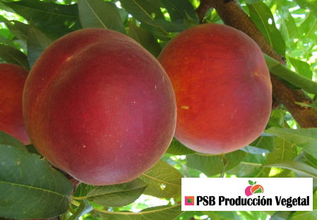 Variety – Peach – Peach tree - Dalival – Pampana