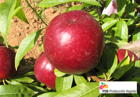 Variété – Nectarine – Dalival – Clariss