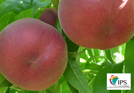 Variety – Peach – Peach tree - Dalival – ASPEN WHITE