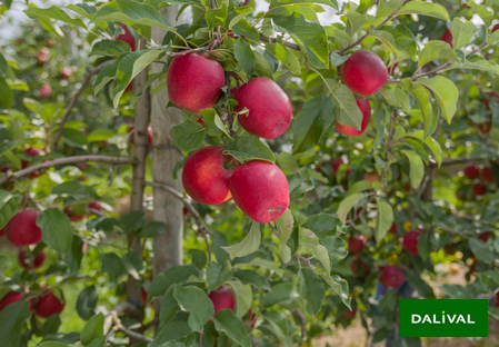 Variété - Pomme - Pommier - Dalival - Inobi