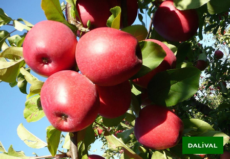 Variété - Pomme - Pommier - Dalival - Inobi