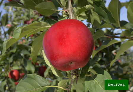 Variety - Apple - Apple tree - Dalival - Inobi