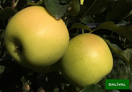 Variety - Apple - Apple tree - Dalival - Inogo