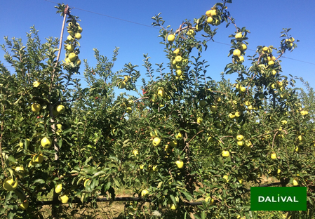 Sorte - Apfel -Apfelbaum - Dalival - Inogo