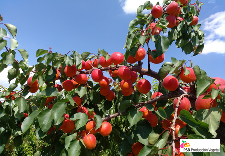 Variété – Abricot – Abricotier - Dalival – Domino