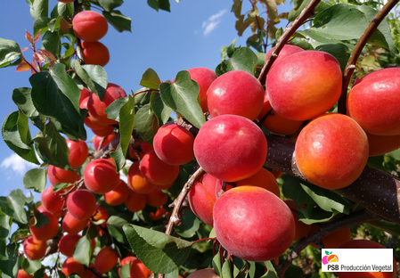 Variedad - Albaricoque - Albaricoquero - Dalival – Domino