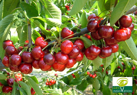 Variété – Cerise – Cerisier - Dalival – Fertille