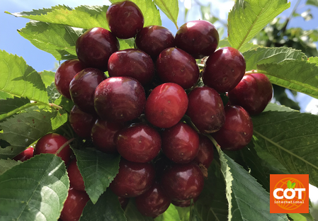 Variety - Cherry - Cherry tree - Dalival – Nimba