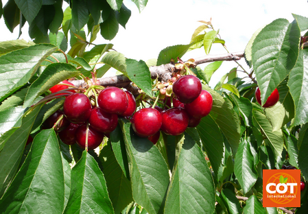 Variété – Cerise – Cerisier - Dalival – Nimba