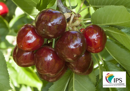 Variety - Cherry - Cherry tree - Dalival – Royal Lafayette