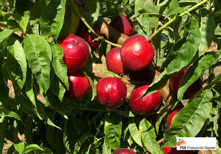 Variété – Nectarine – Dalival – Amapola