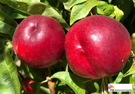 Variété – Nectarine – Dalival – Amapola