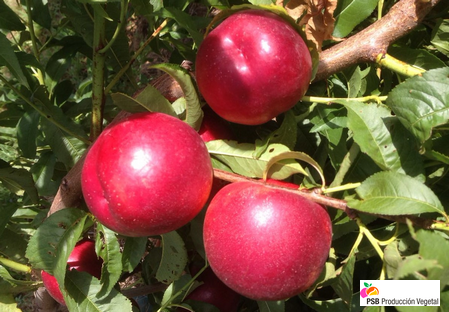 Variety - Nectarine - Dalival – Atanais