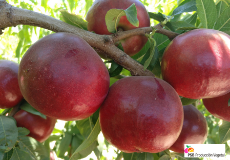 Variété – Nectarine – Dalival – Burma 