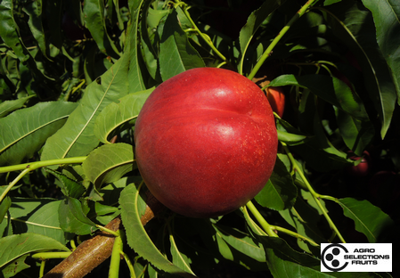 Variété – Nectarine – Dalival – Nectadiva