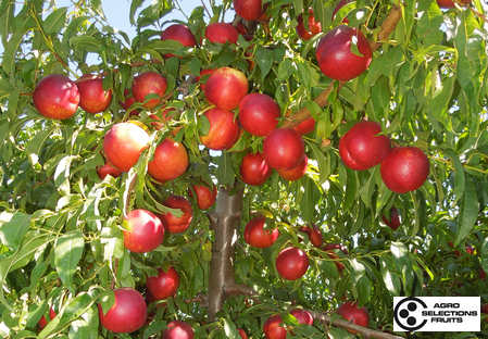 Variété – Nectarine – Dalival – Nectadiva