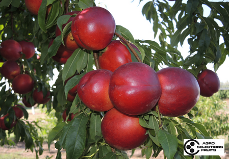 Variedad – Nectarina - Dalival – Nectadiva