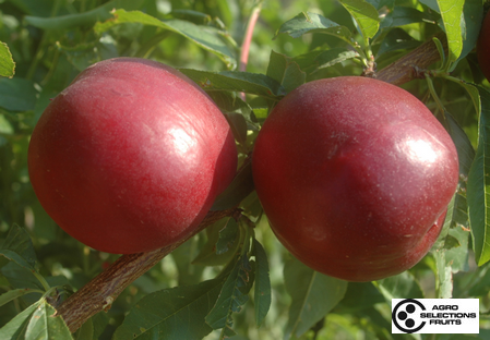 Variety - Nectarine - Dalival –  Nectarnovala