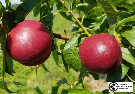 Variety - Nectarine - Dalival –  Nectarnovala