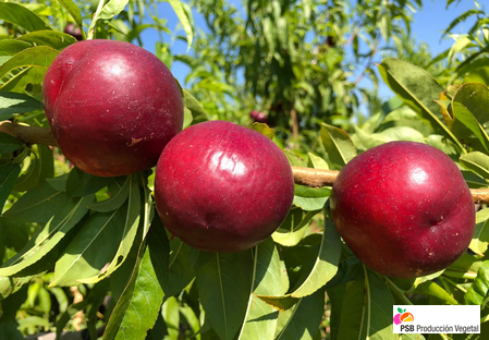 Variété – Nectarine – Dalival – Omega