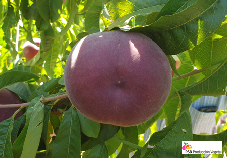Variety – Peach – Peach tree - Dalival – Arizona