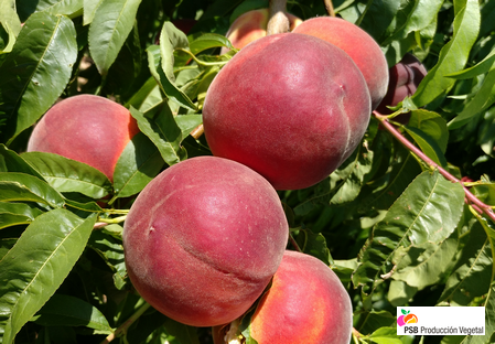 Variety – Peach – Peach tree - Dalival – Arizona