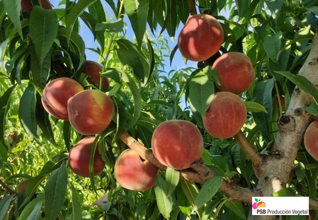 Variety – Peach – Peach tree - Dalival – Melissa