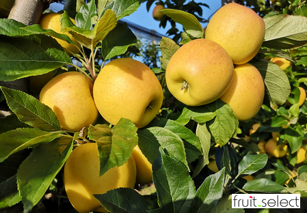 Variedad - Manzana - Manzano - Dalival - OPAL UEB32642