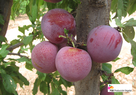 Variété – Prune – Prunier - Dalival – Palatina