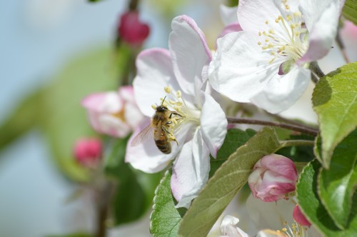 POLLINATING APPLE AND PEAR ORCHARDS