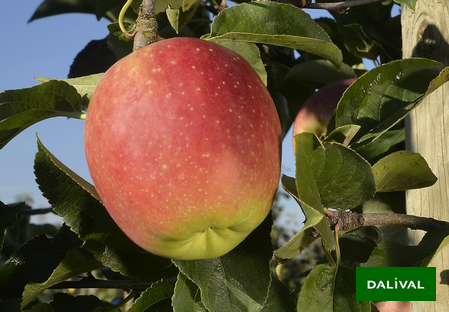 Variety - Apple - Apple tree - Dalival - NUVAR® NC2  STARDANCE®