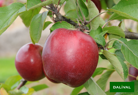 Variety - Apple - Apple tree – Dalival - NC3 - Cabaret