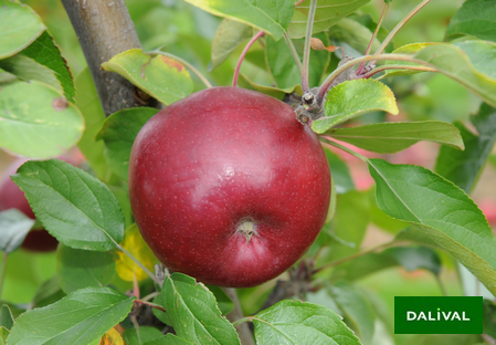 Variété - Pomme - Pommier – Dalival - NC3 - Cabaret