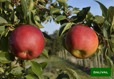 Variety - Apple - Apple tree – Dalival - NC3 - Cabaret