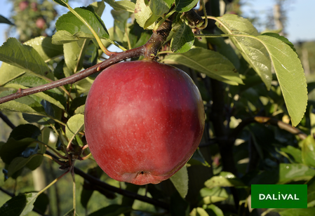 Variété - Pomme - Pommier – Dalival - NC3 - Cabaret