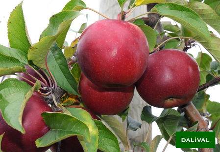 Variety - Apple - Apple tree – Dalival - NC3 - Cabaret