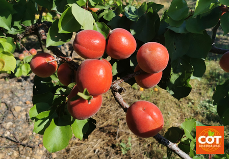 Variety – Apricot - Apricot-tree - Dalival – – Cocot