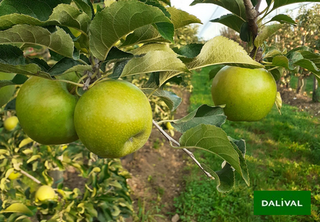 Variedad - Manzana - Manzano - Dalival -  Canopy