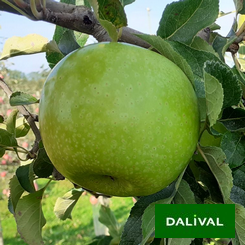 GRANNY SMITH CHALLENGER® DALIVAIR P.V.R.