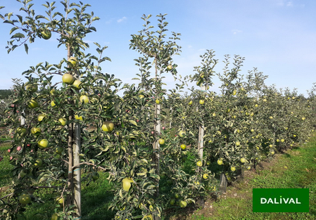 Variété - Pomme - Pommier – Dalival - Canopy