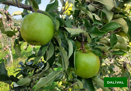 Variety - Apple - Apple tree - Dalival -  Canopy