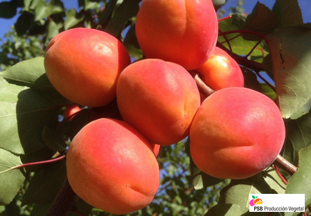 Variety - Nectarine - Dalival –  Madrigal