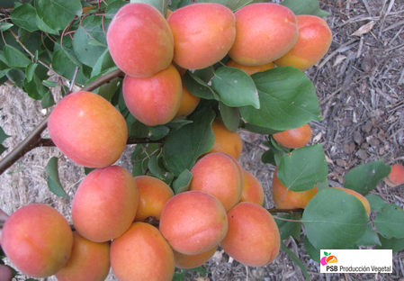 Variété – Nectarine – Dalival – Madrigal